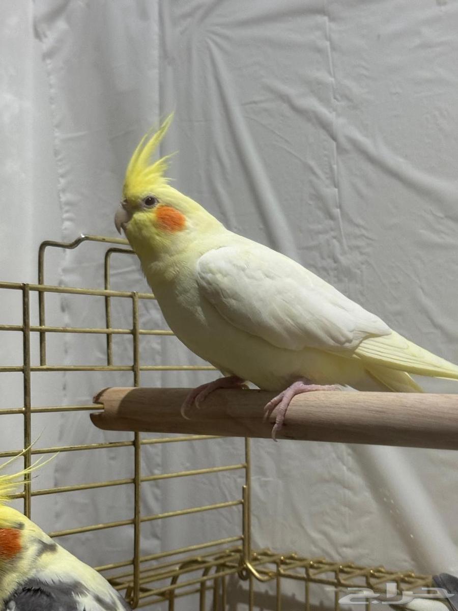 عصافير كروان كوكتيل للبيع64581210501633112