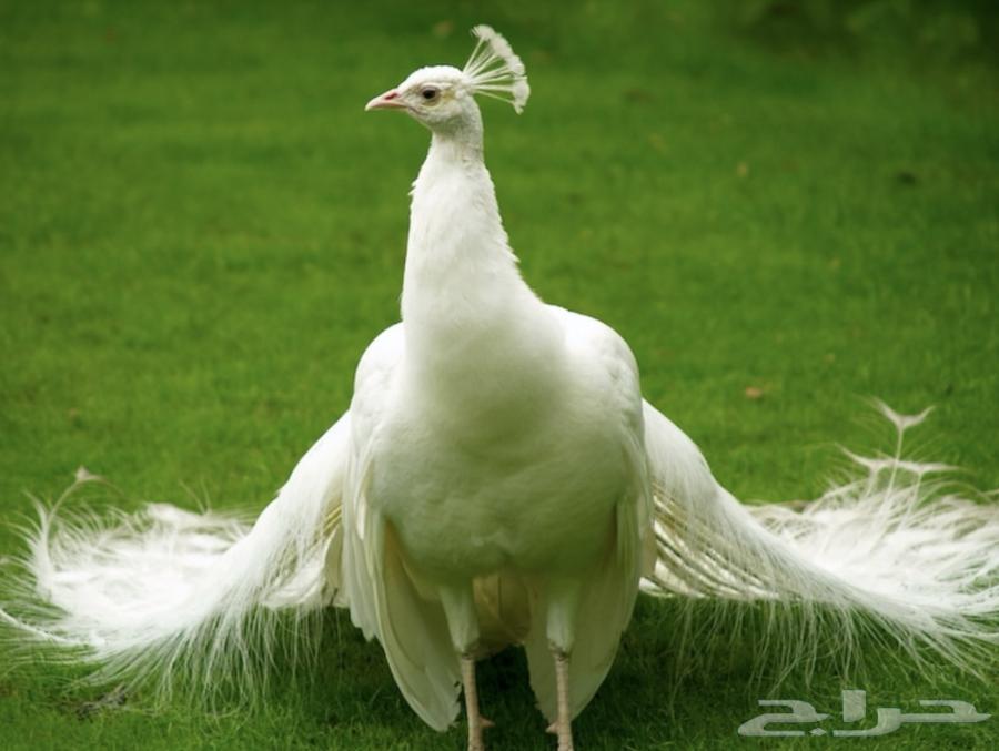 طاؤوس البينو و هندي ازواج للبيع هاديه اليفه64579924437633110