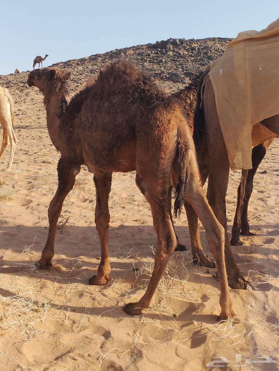 قعود لباني بري فاخر64583937001859111