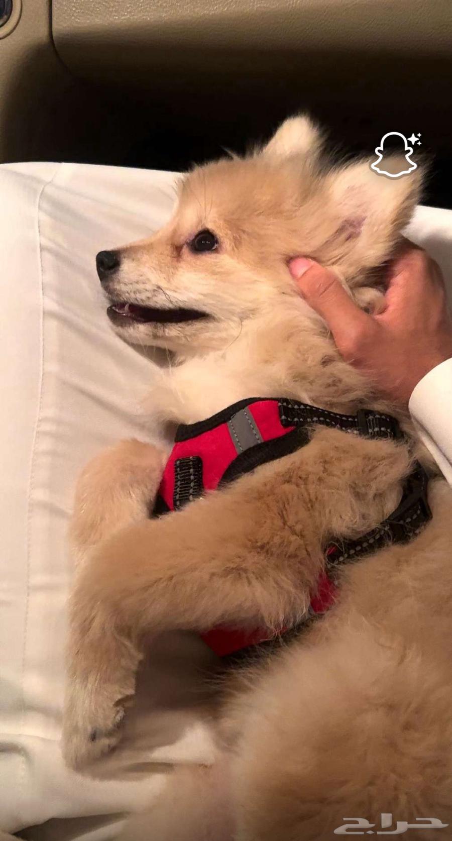 كلب للبيع و نوعه و عمره في الصوره سعره 150064586029483266111