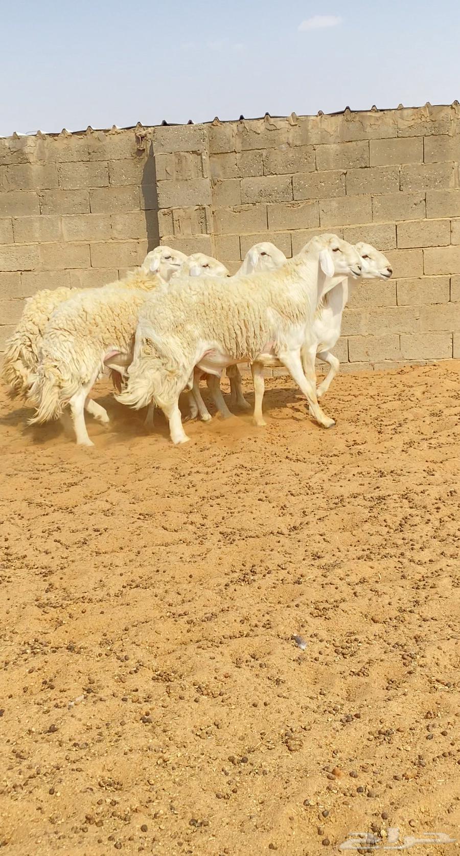 للبيع فحول حري حرش صنف64583357843202110