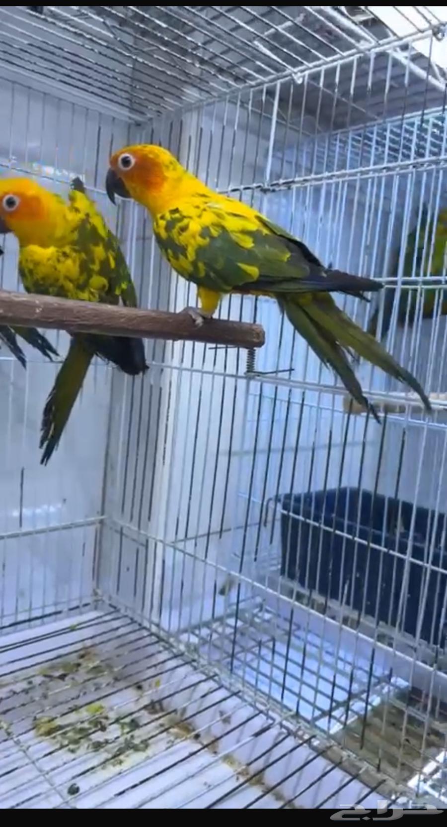 صن كنيور ازوج64581552835587110