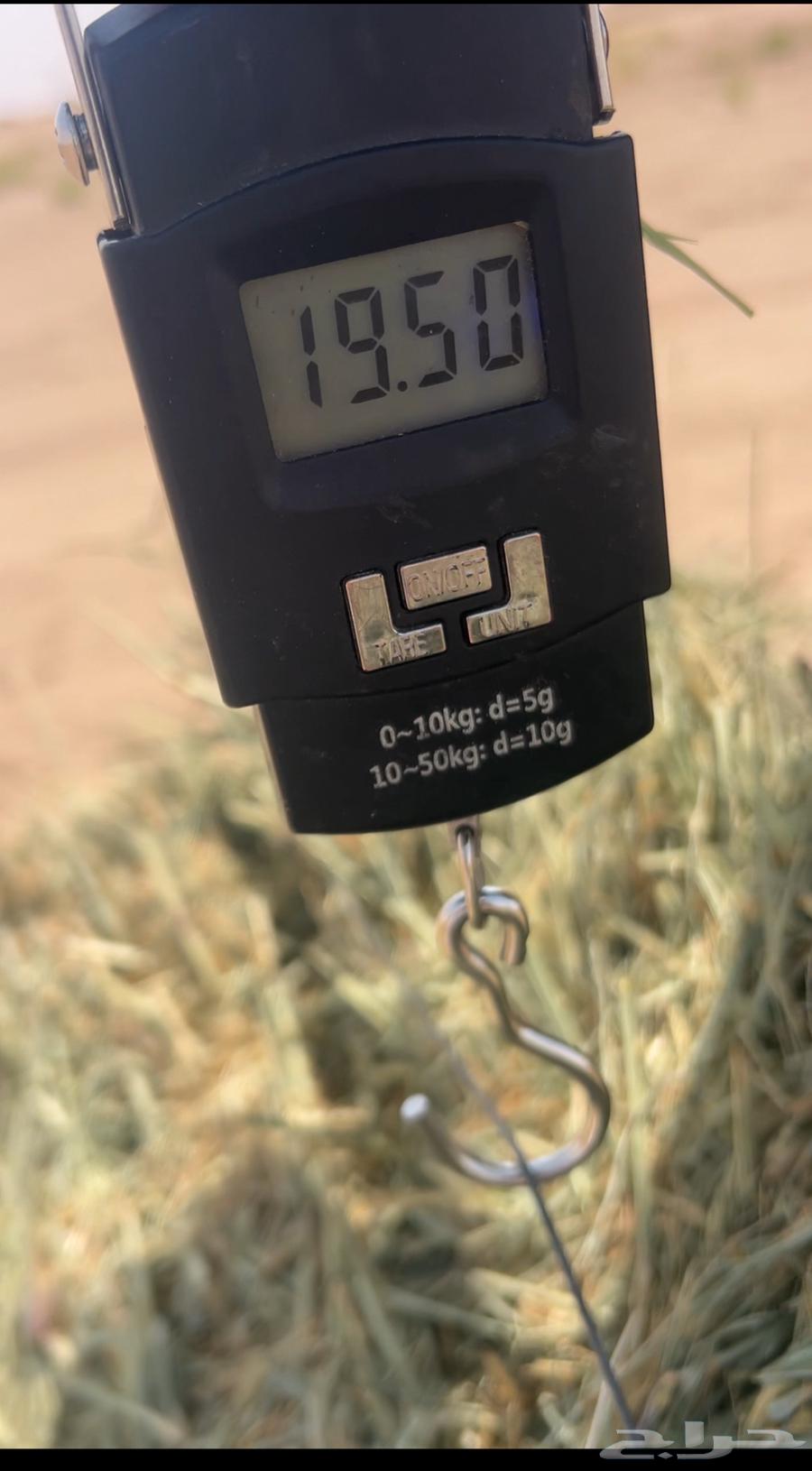 Rice Safi became 9064583625707521111