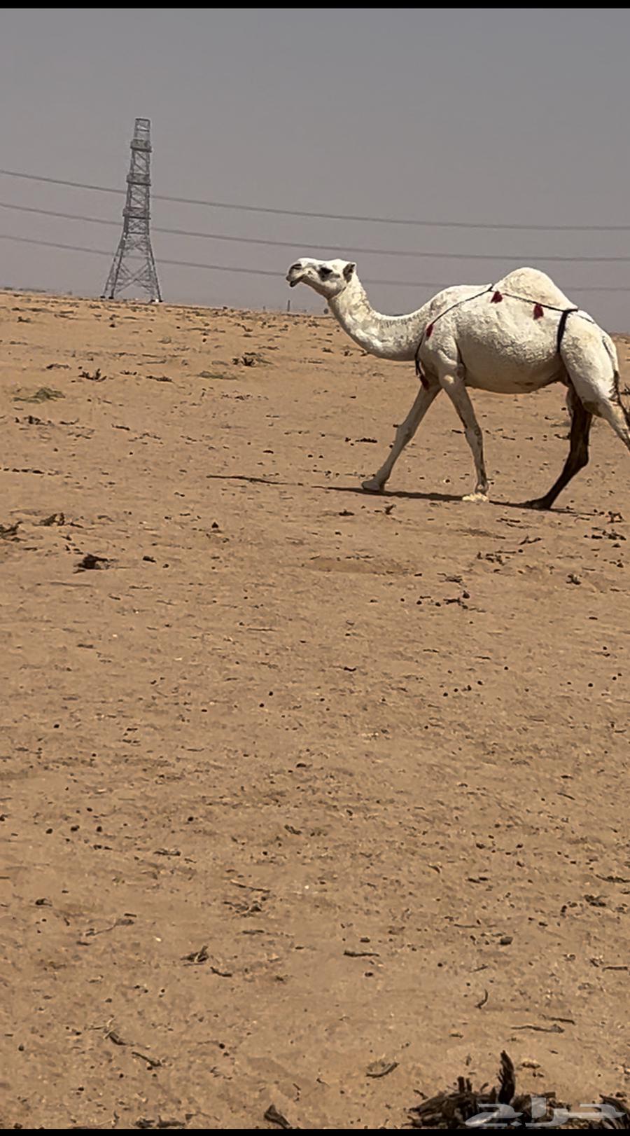 للبيع ضروبه طيبه64582325632769110