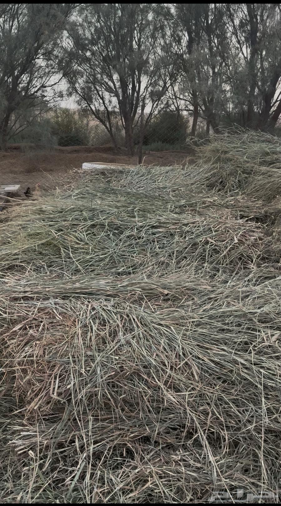 Clean Bluebank Fodder (Sold)64593534220546114