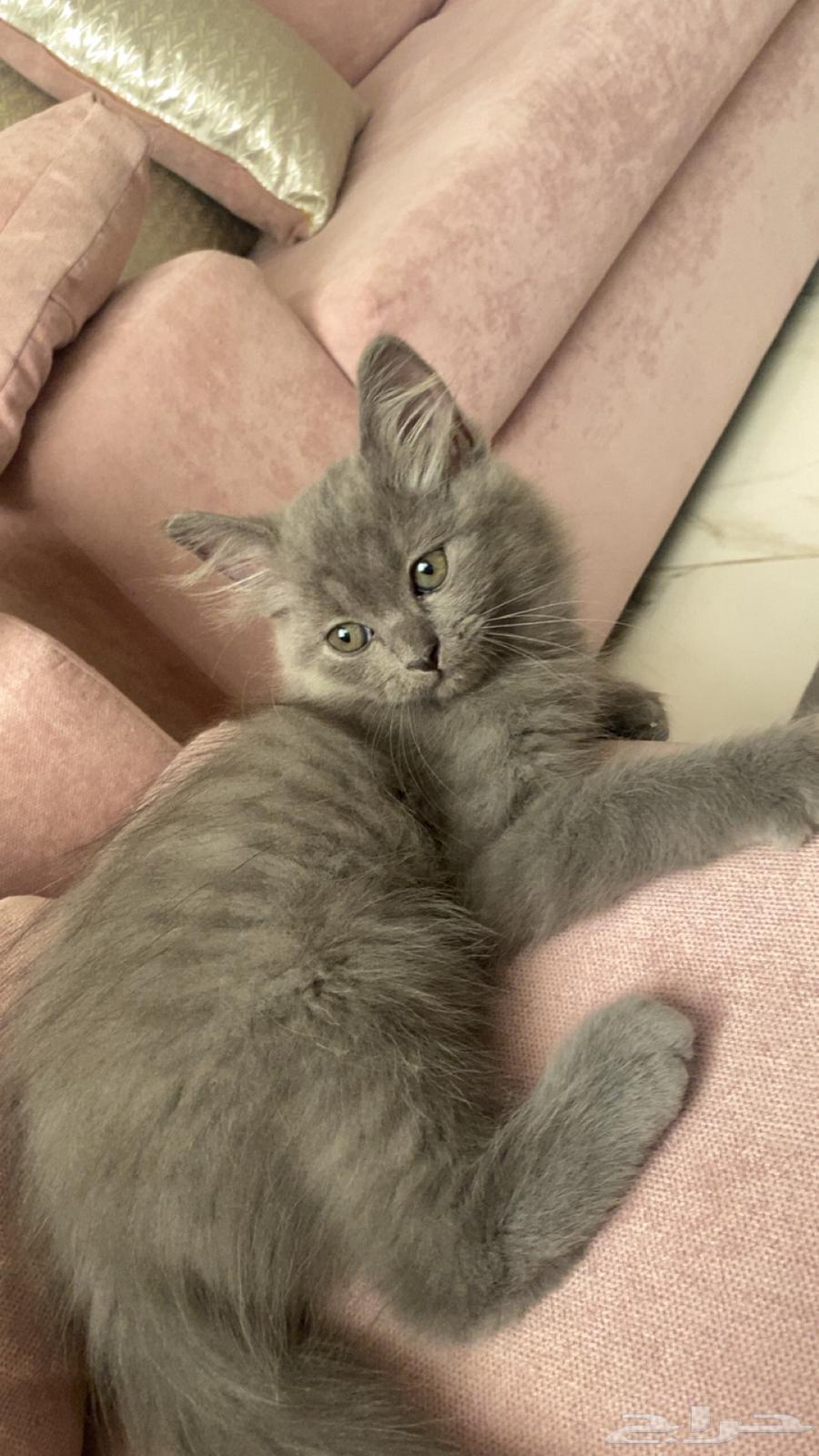 كيتن شيرازي بيور للبيع64592384119809110