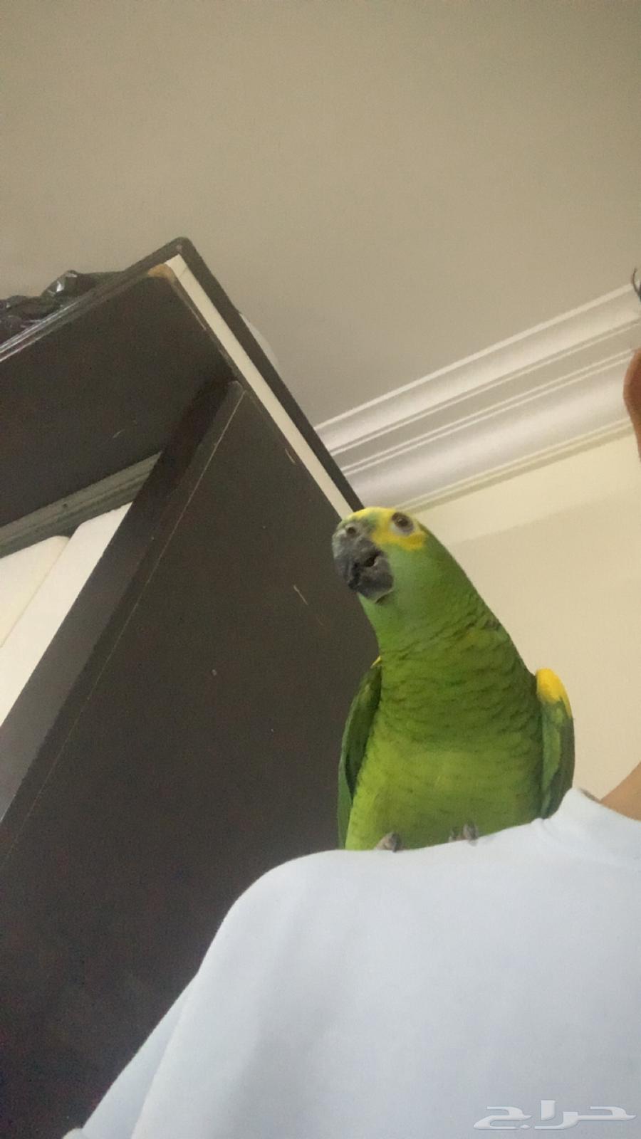 للعشاق زوج امزوني بلوفرنتد جاكو تم البيع64596415633922110