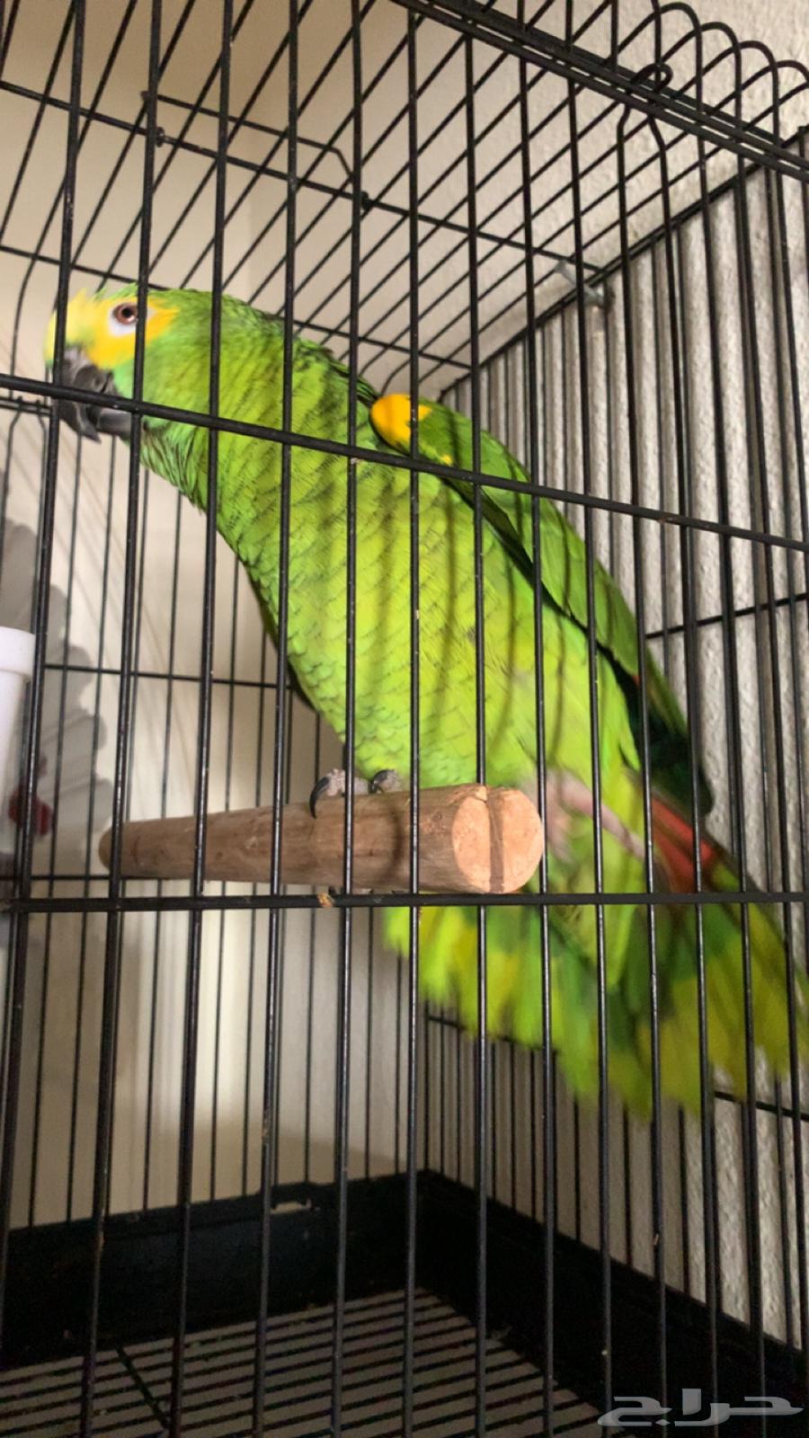 للعشاق زوج امزوني بلوفرنتد جاكو تم البيع64596415633922113