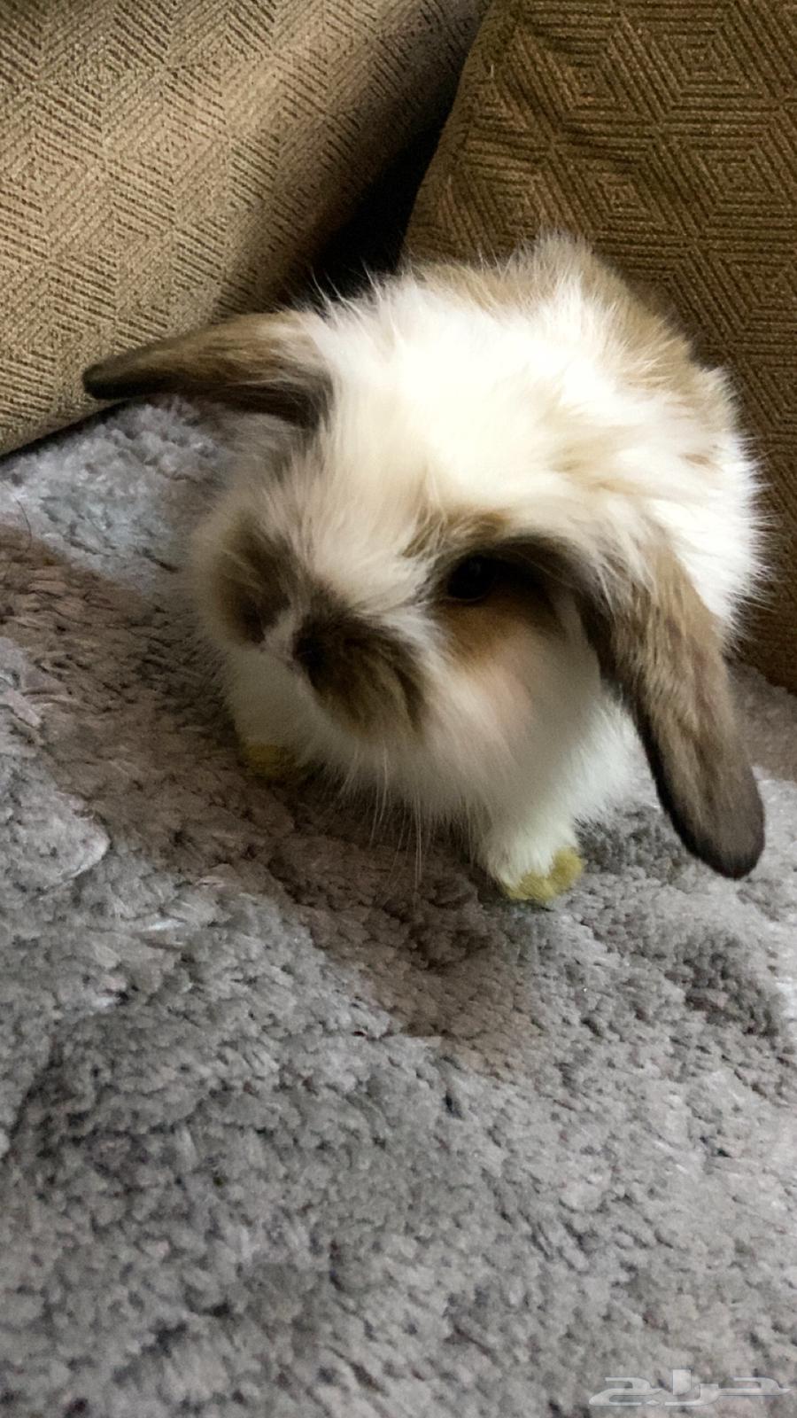 ارنب تيدي بير لوب اليف64547680486785114