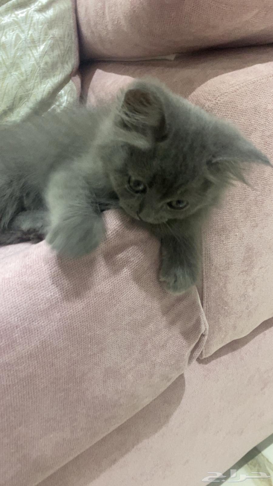 كيتن شيرازي بيور للبيع64592384119809111