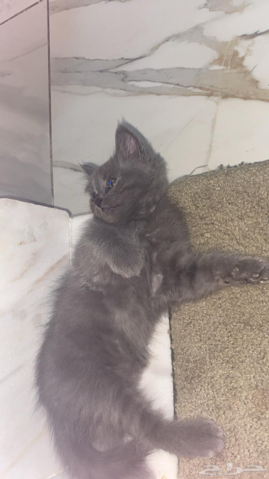 كيتن شيرازي بيور للبيع64592384119809114