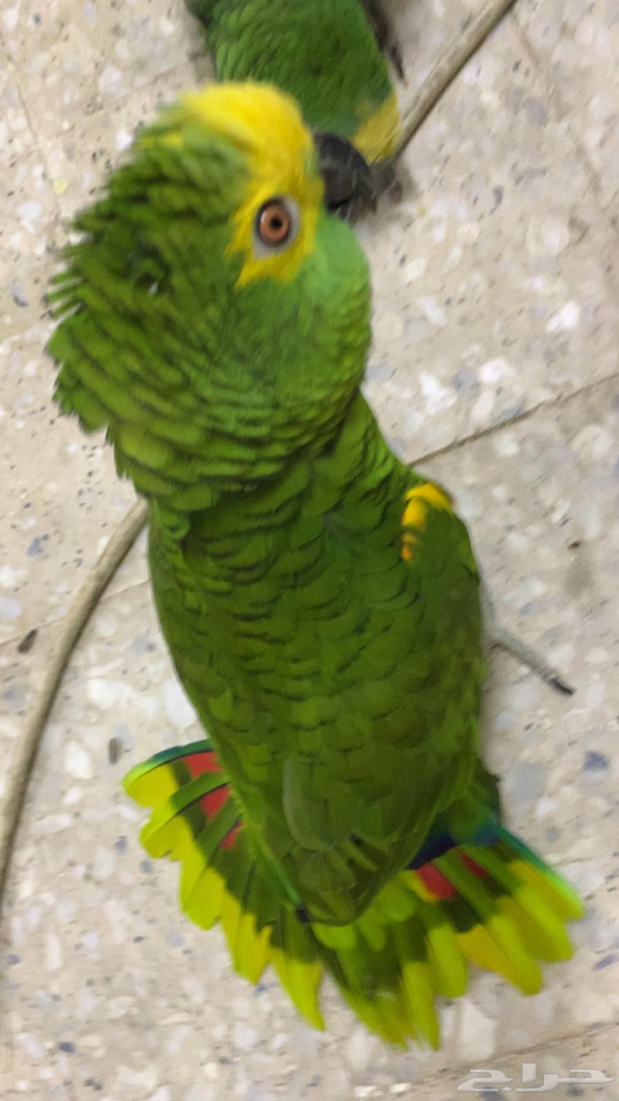 للعشاق زوج امزوني بلوفرنتد جاكو تم البيع64596415633922111