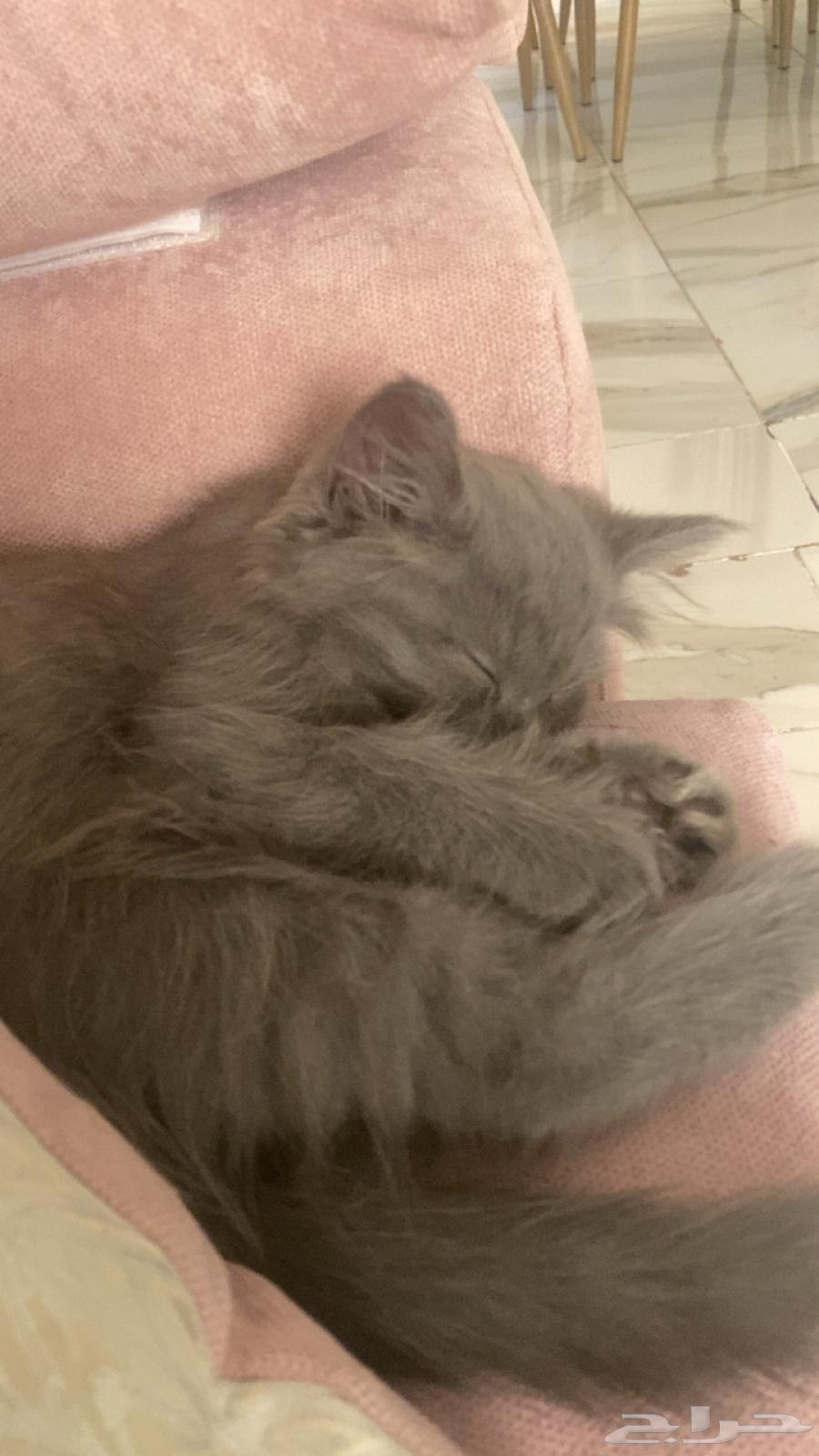 كيتن شيرازي بيور للبيع64592384119809113