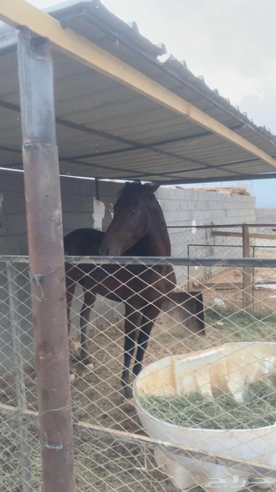 English stamp condition64588868639747113