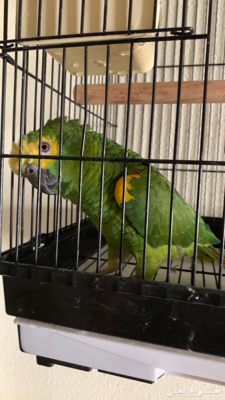 للعشاق زوج امزوني بلوفرنتد جاكو تم البيع64596415633922114