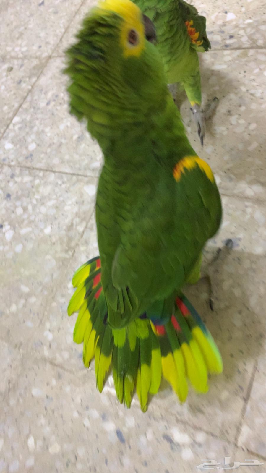 للعشاق زوج امزوني بلوفرنتد جاكو تم البيع64596415633922112