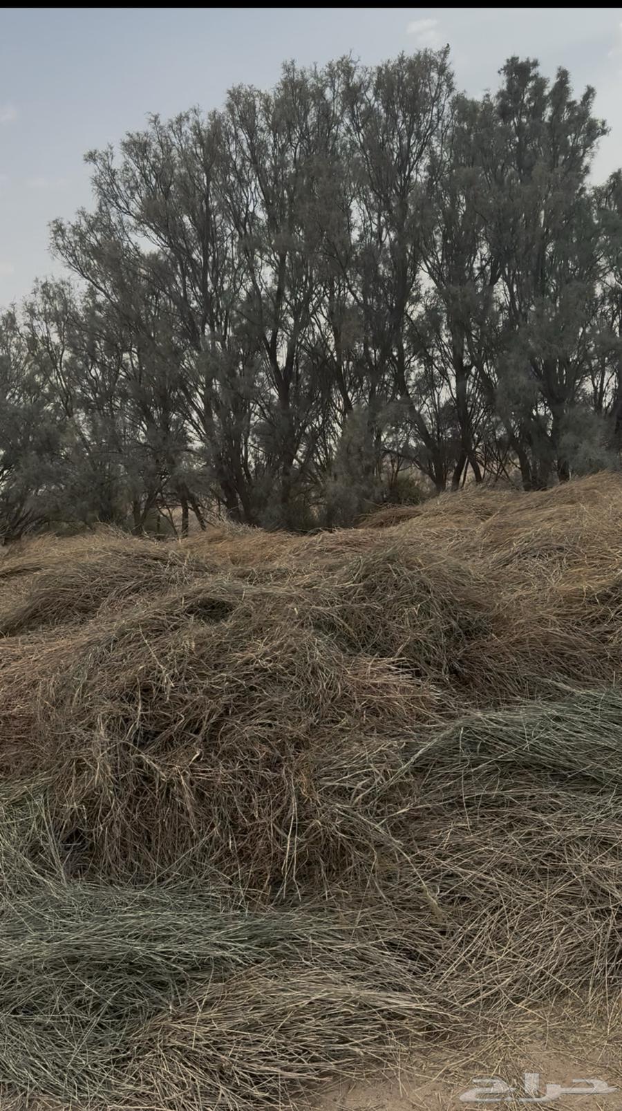 Clean Bluebank Fodder (Sold)64593534220546113