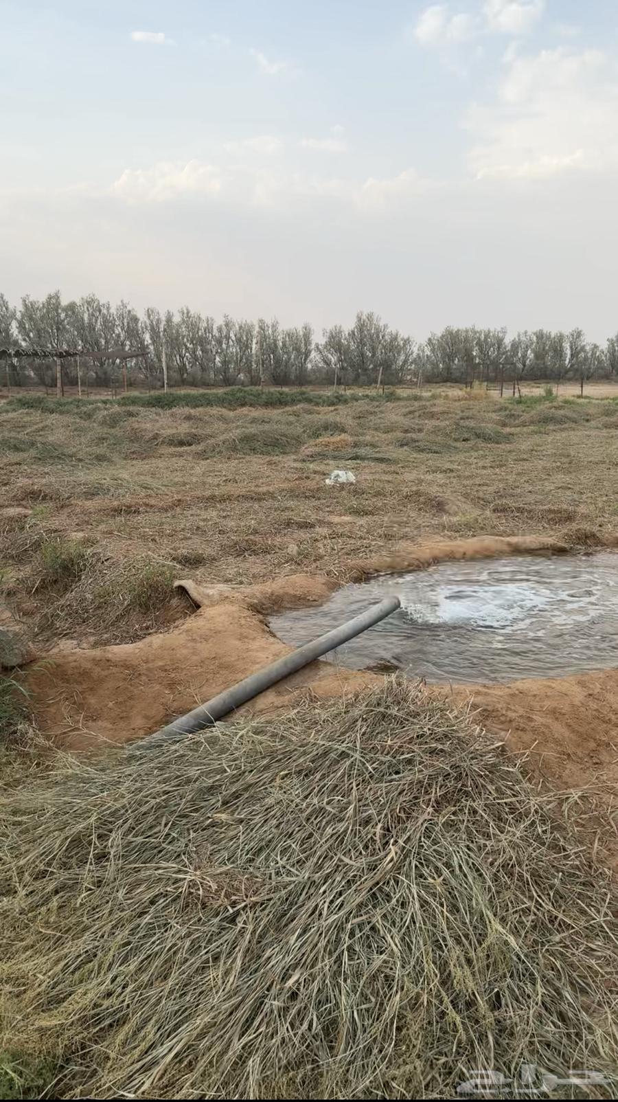 Clean Bluebank Fodder (Sold)64593534220546112