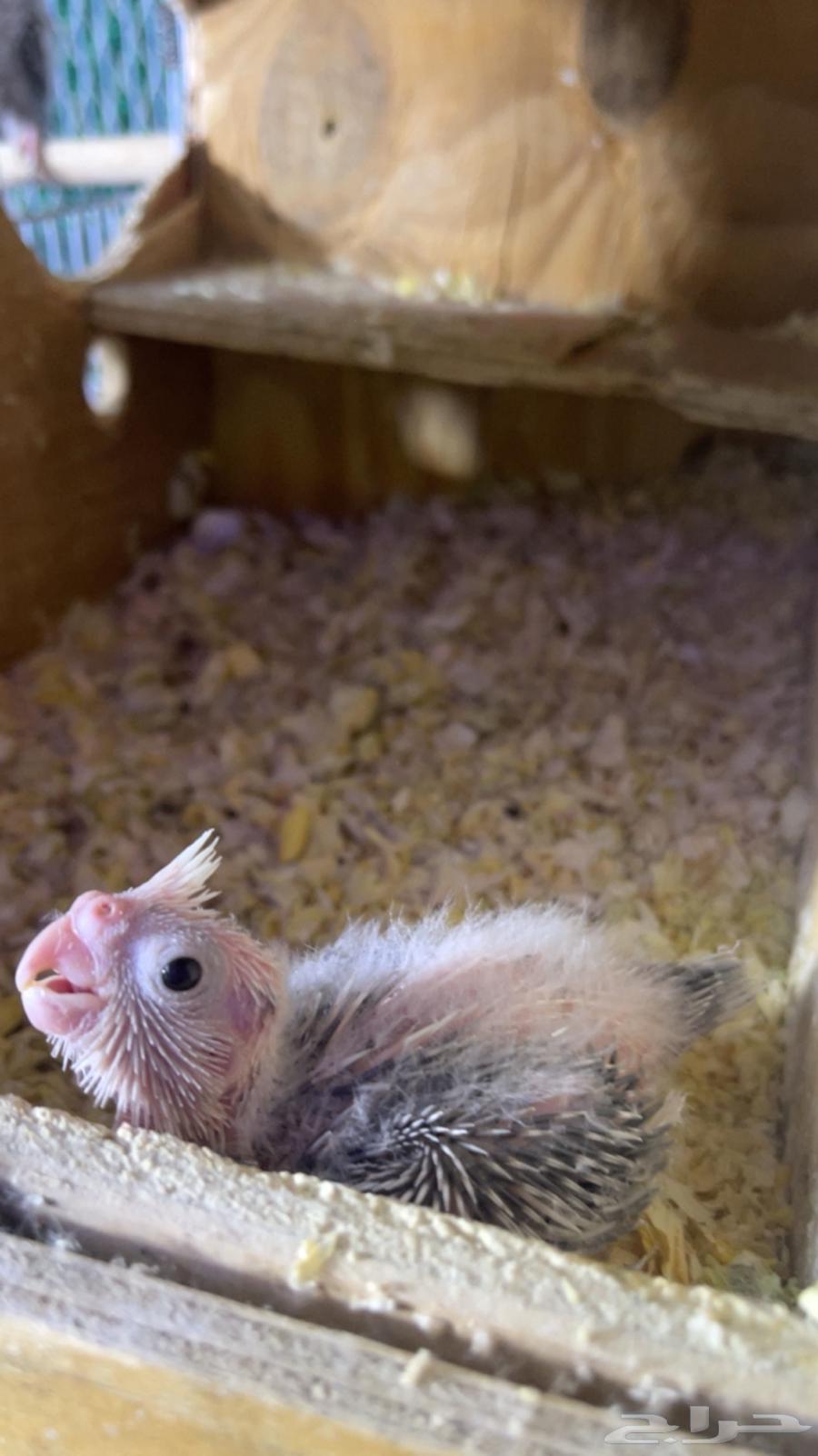 Faroukh Crowan64591430572162110