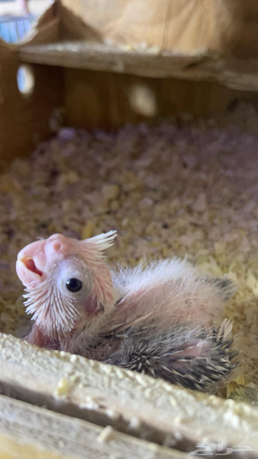 Faroukh Crowan64591430572162111