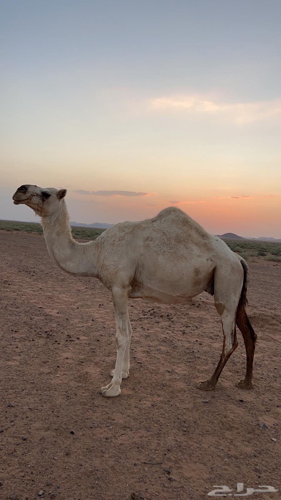 رحول وناقة للبيع64594085459201113