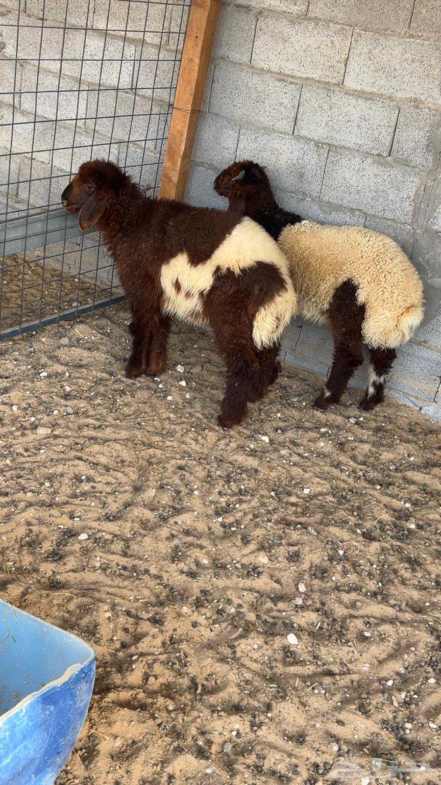 نعيم ودواغير64591743740034112