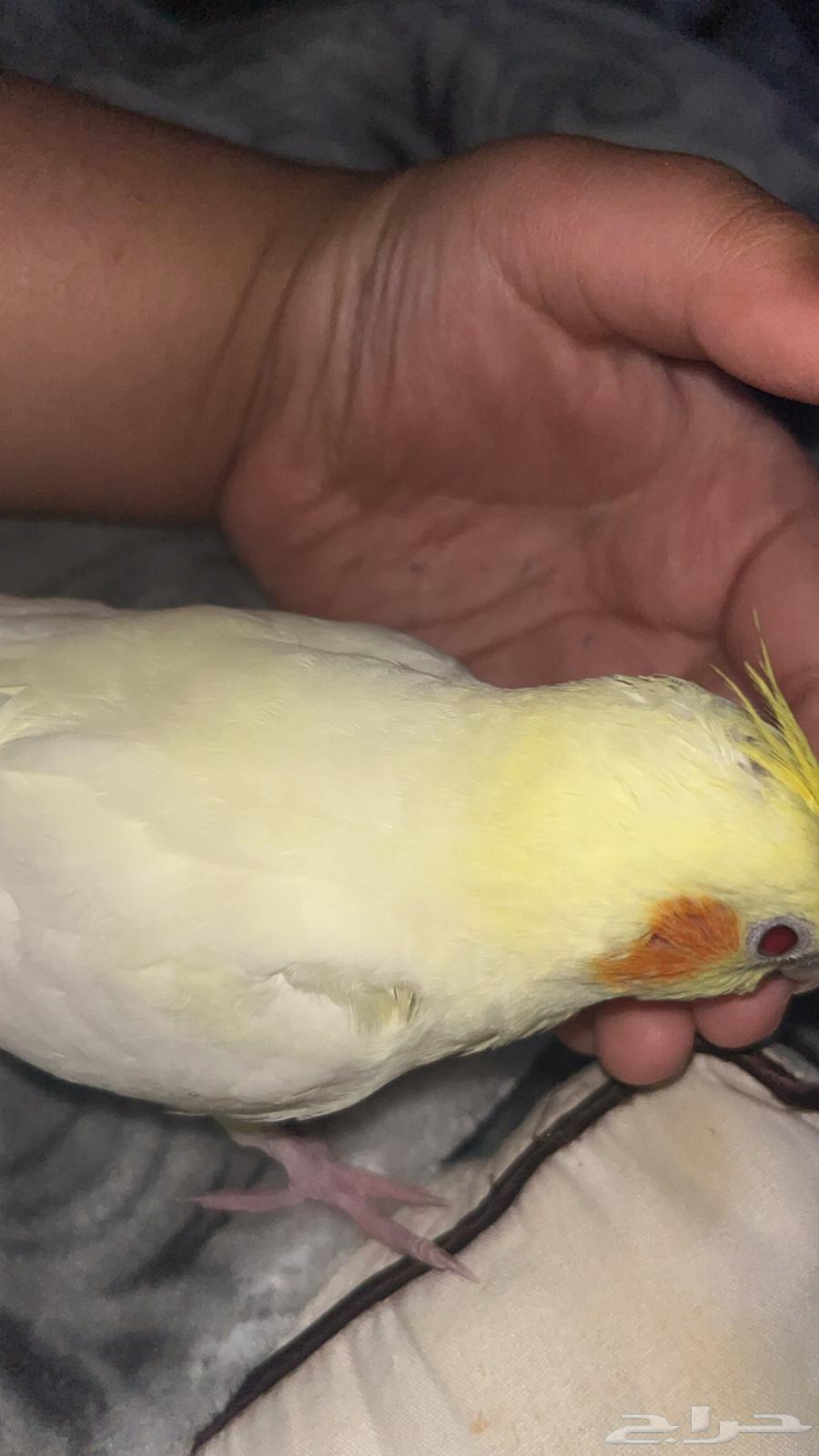 كروان اليف64592696945409112