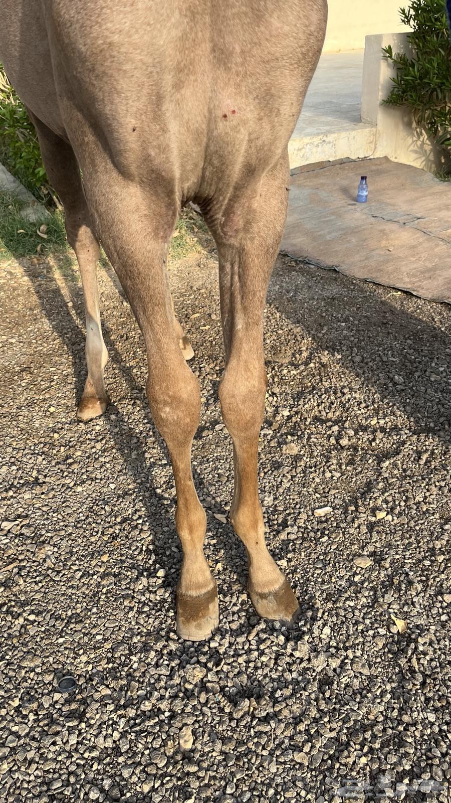 للبيع مهر64596067470082110