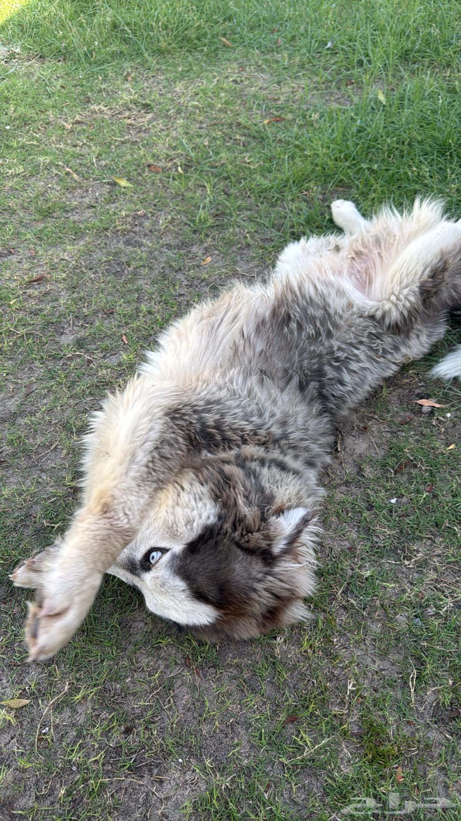 هاسكي للبيع64592335276161112