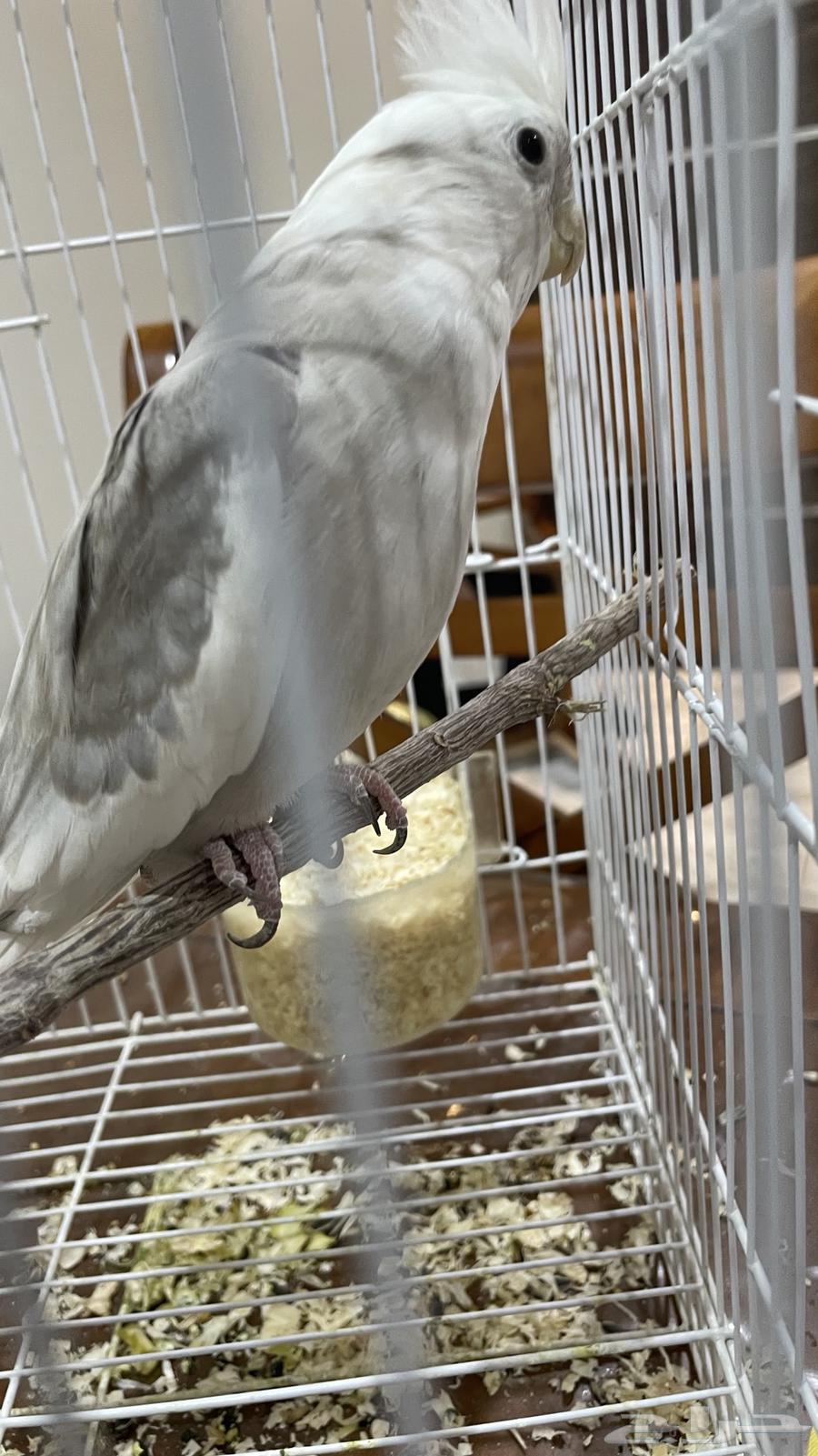 انثى كروان(تم البيع)64593546478723112