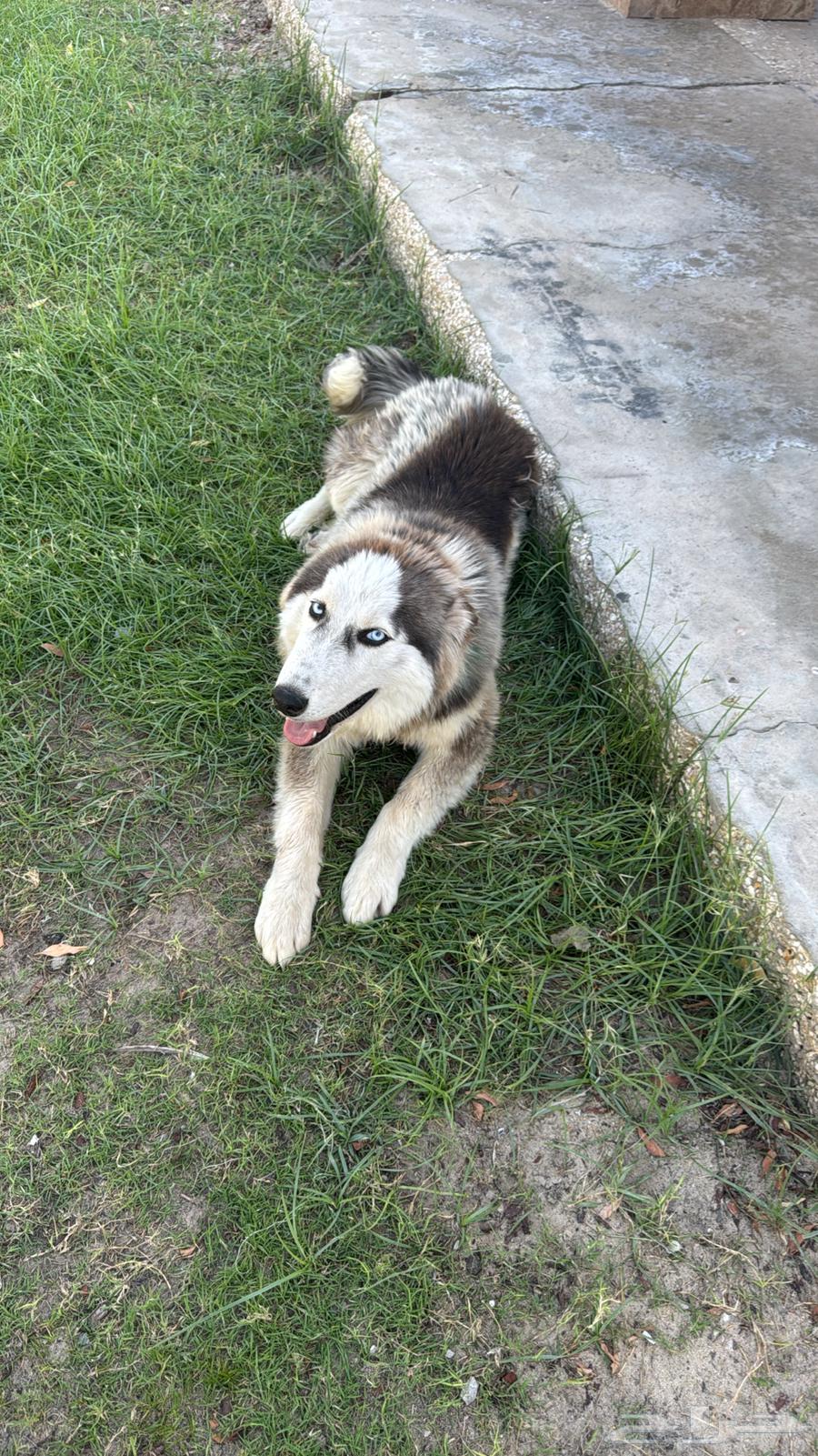 هاسكي للبيع64592335276161110