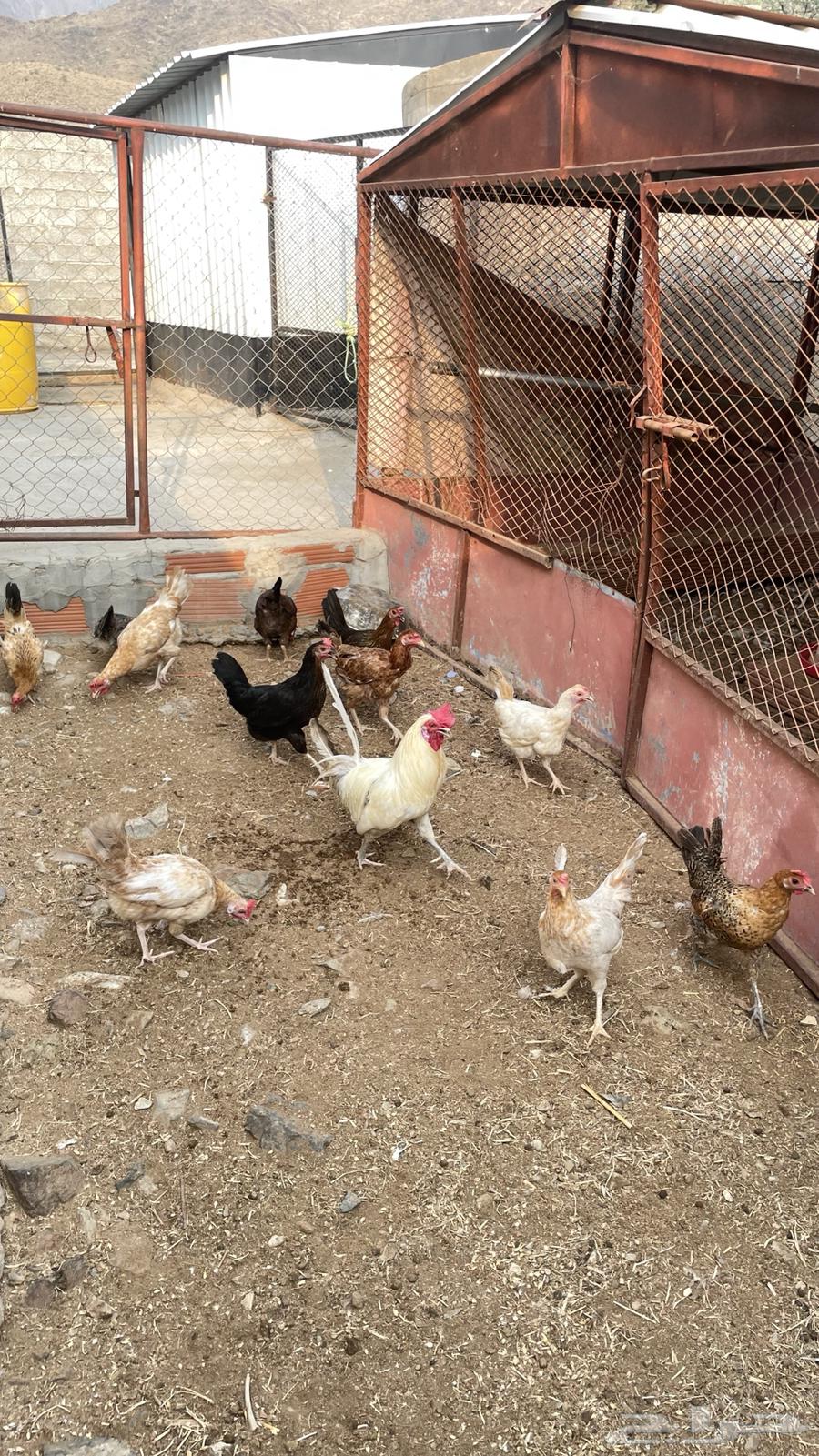 Chicken64594356679426110