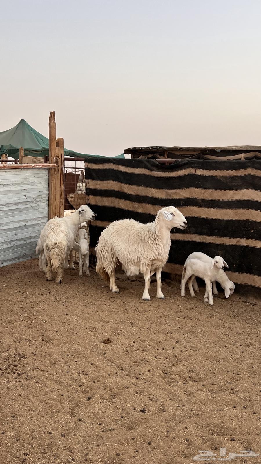 غنم حريات متاويم عدد264595648045442110