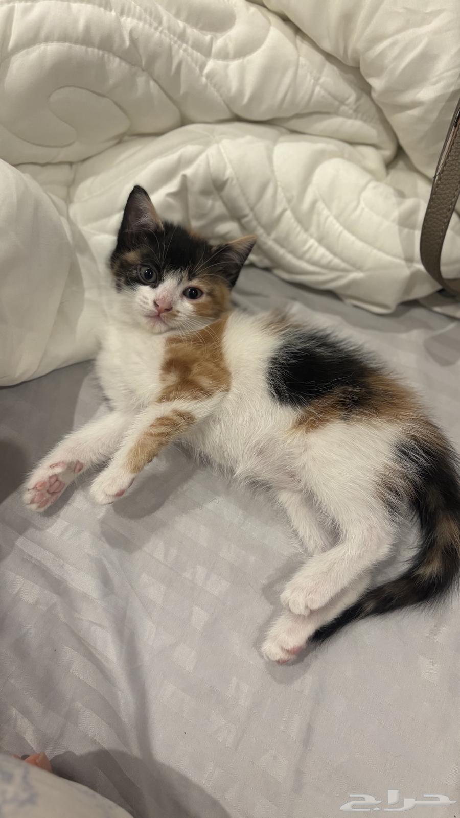 كتنز شيرازي للبيع   قطط64596452700931112
