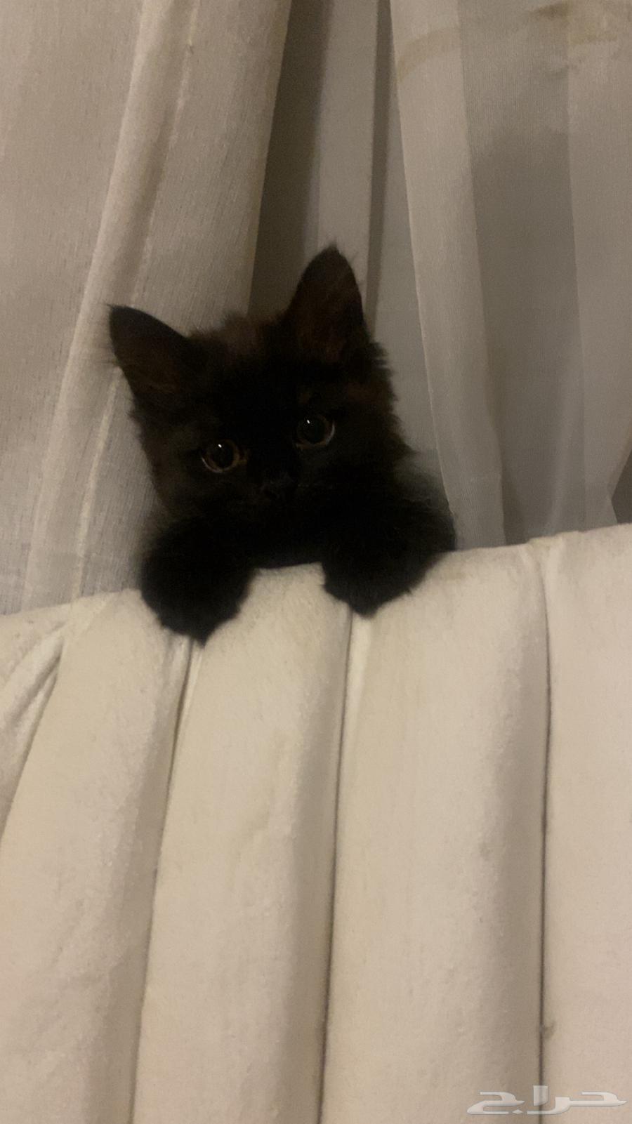 قطط للبيع64593814529027110