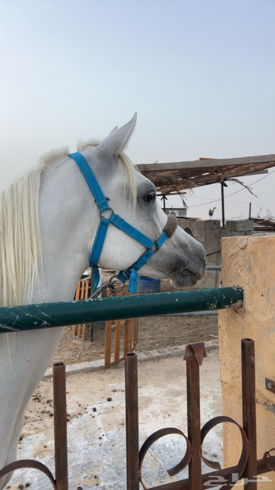 حصان شعبي64592165782403111