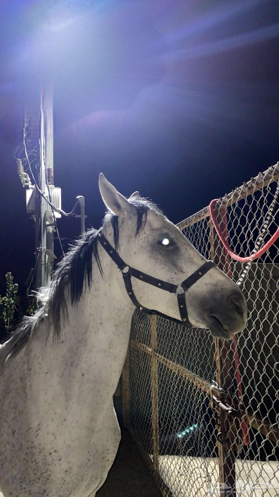 حصان شعبي64596179120897111