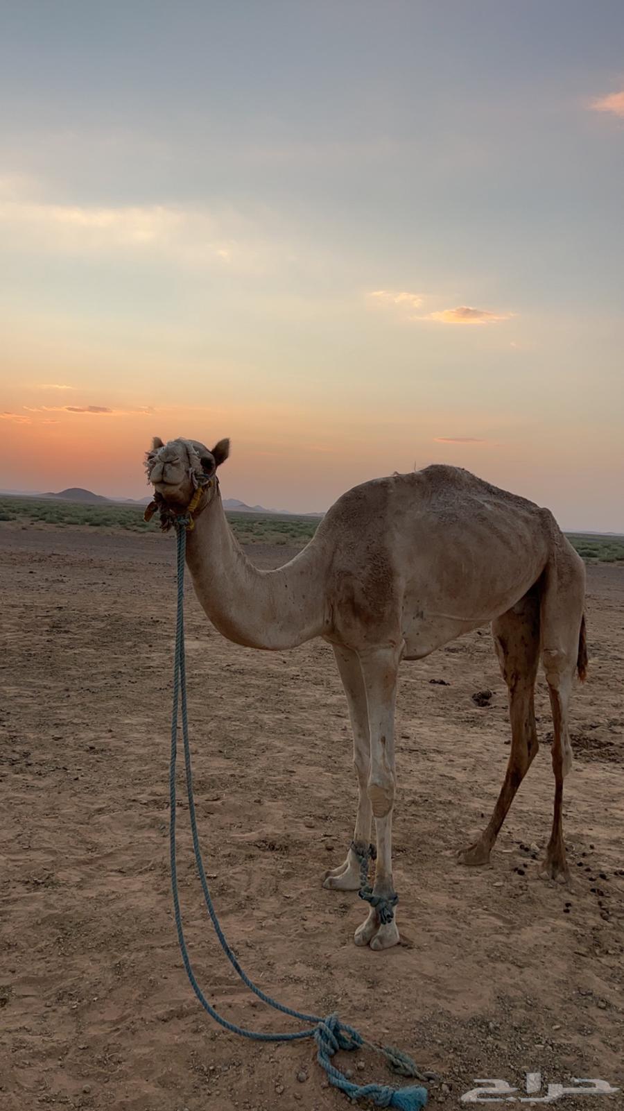 رحول وناقة للبيع64594085459201111