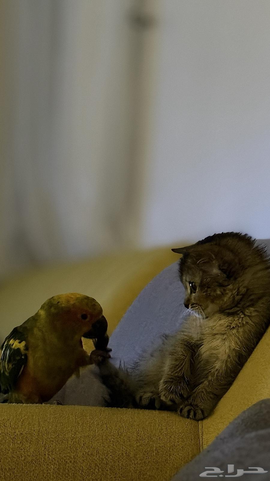 صن كنيور اليف هدد64593986729730111