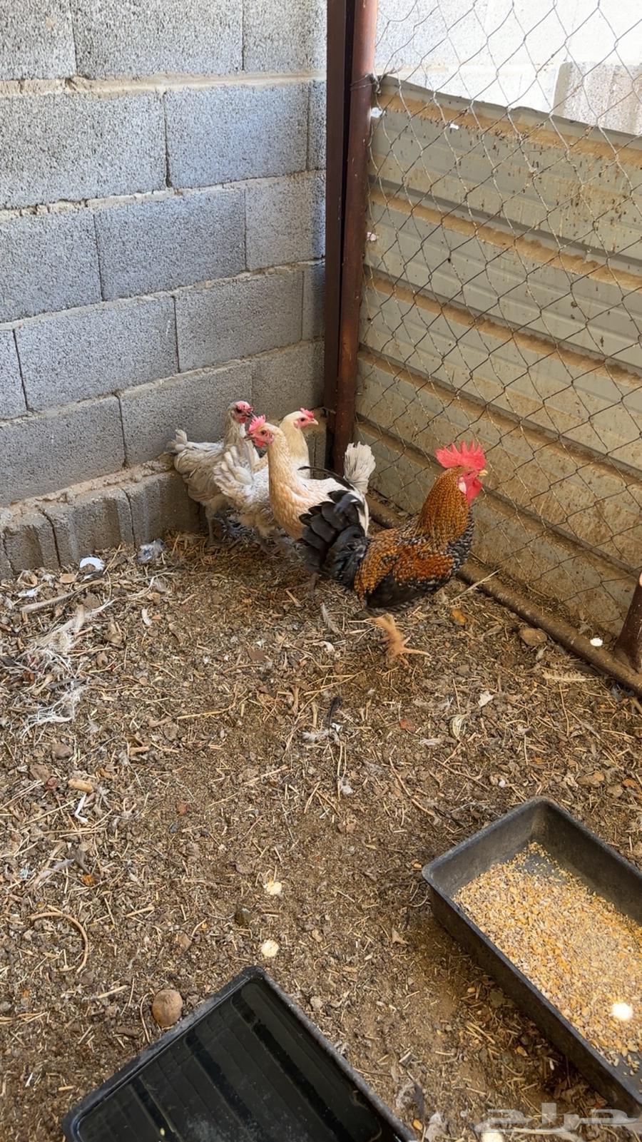 دجاج للبيع ( تم البيع )64589005543681112