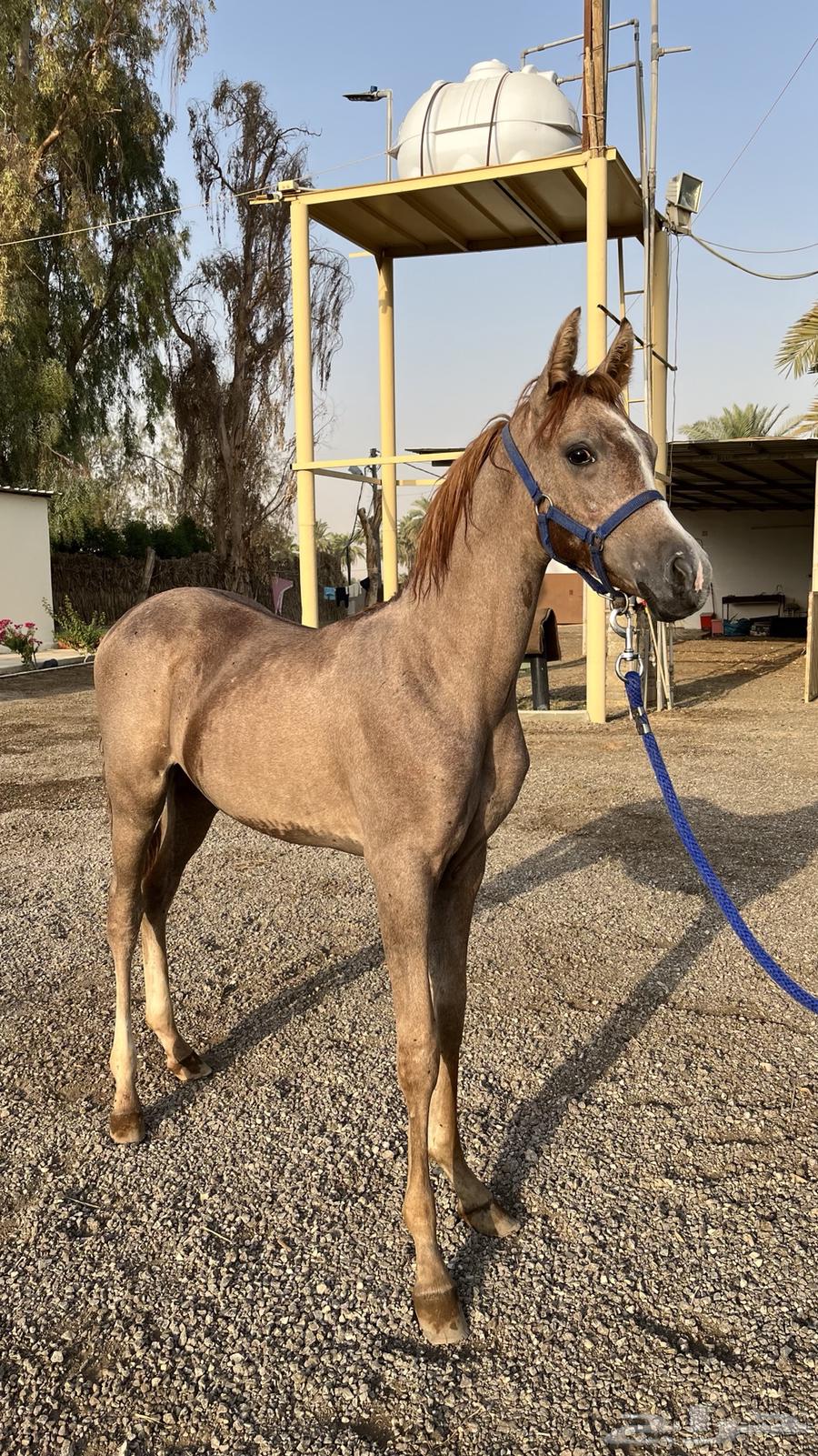 للبيع مهر64596067470082112