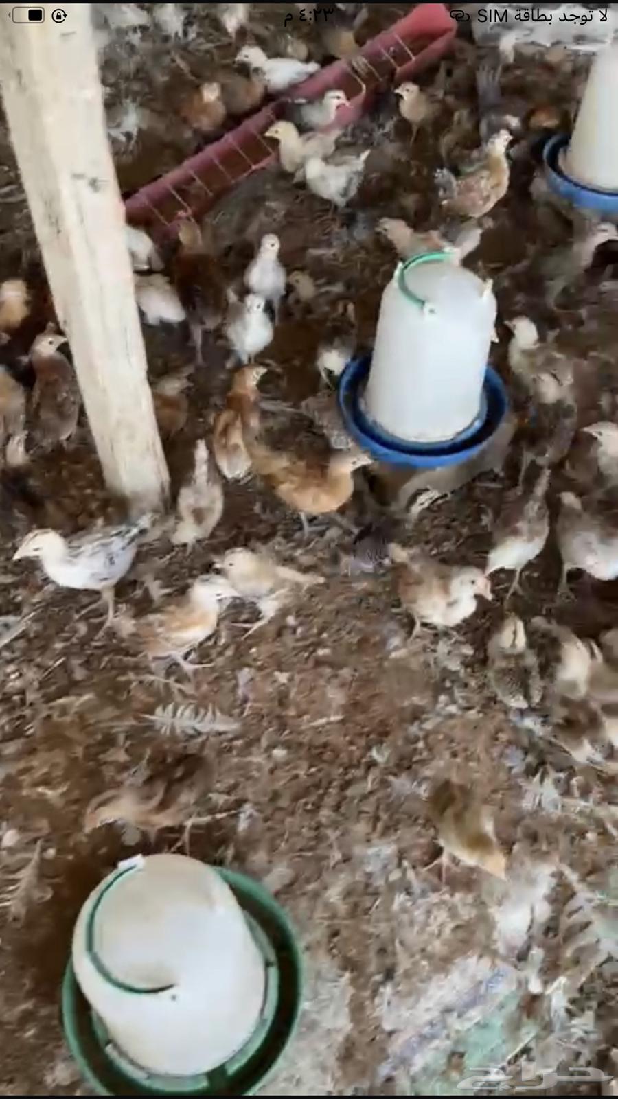 صوص دجاج بلدي64592745437187112