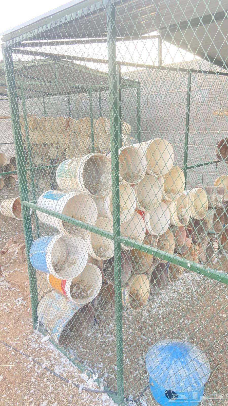 شبك حمام للبيع64592298933762113