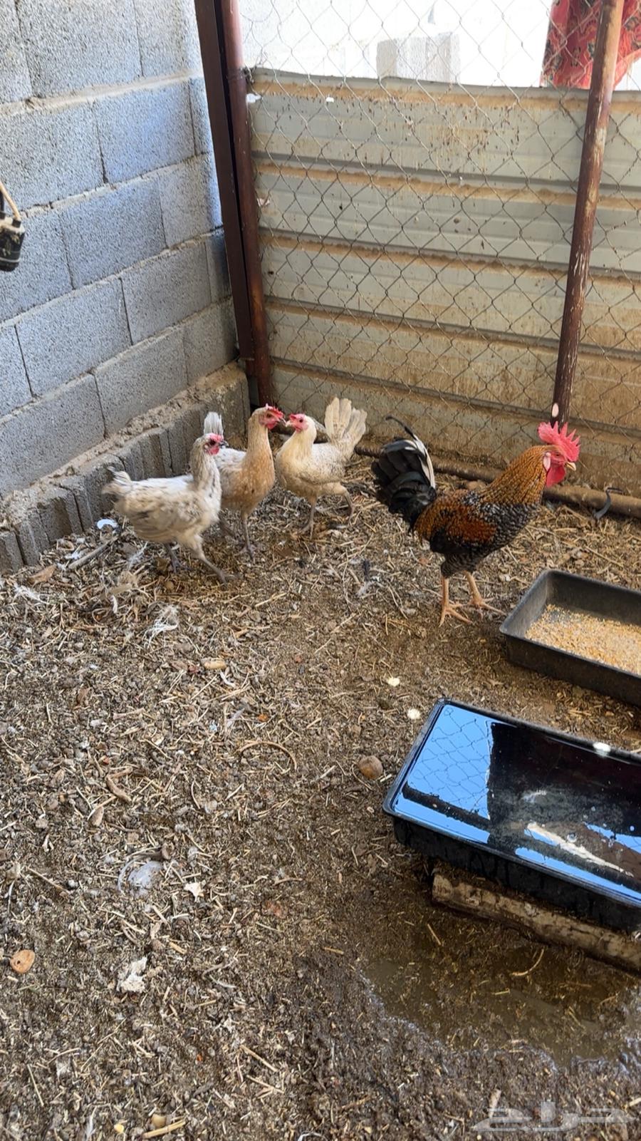 دجاج للبيع ( تم البيع )64589005543681110