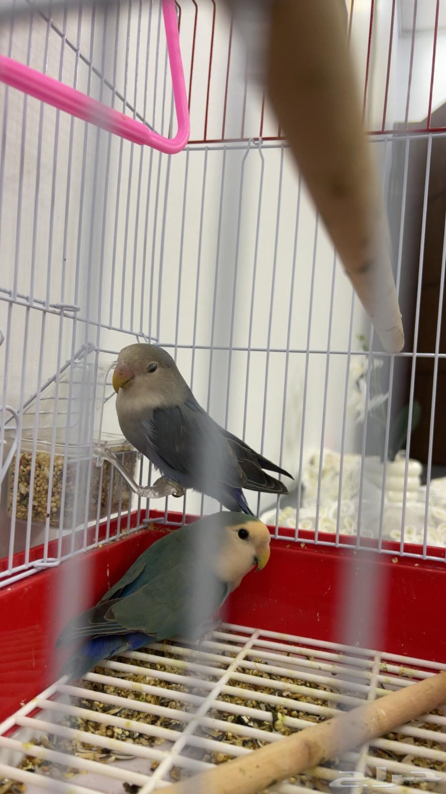 طيور الروز للبيع64595821192961111