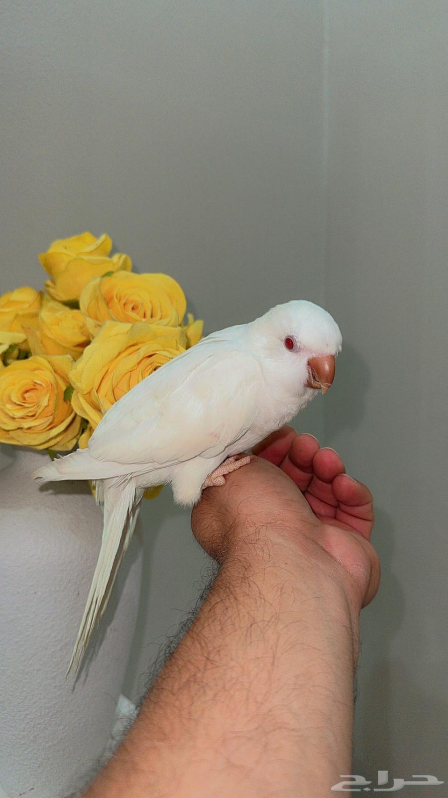 Quaker Monk Albino and Talking64594676414977110