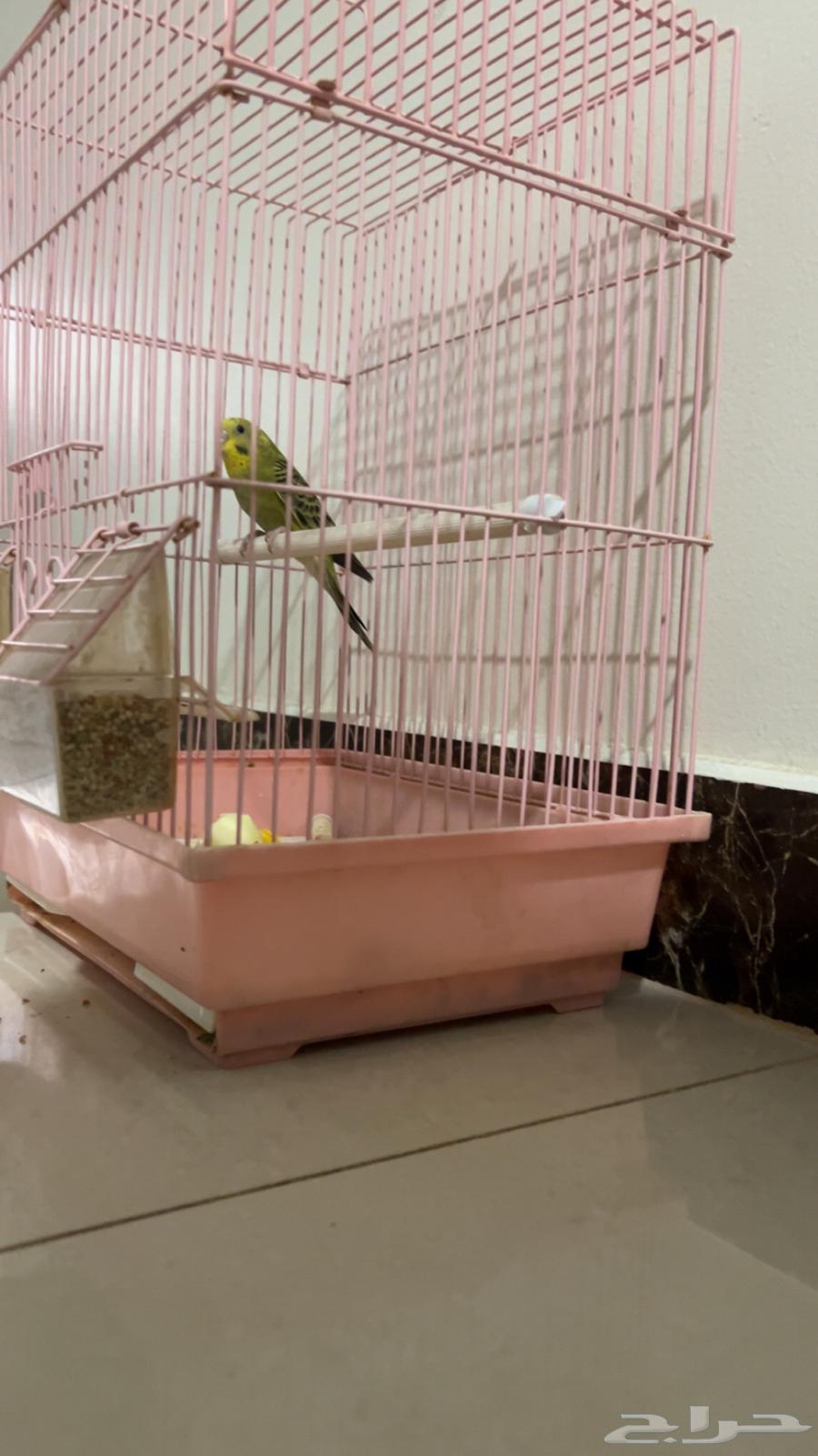 طيور الحب64591490279809111