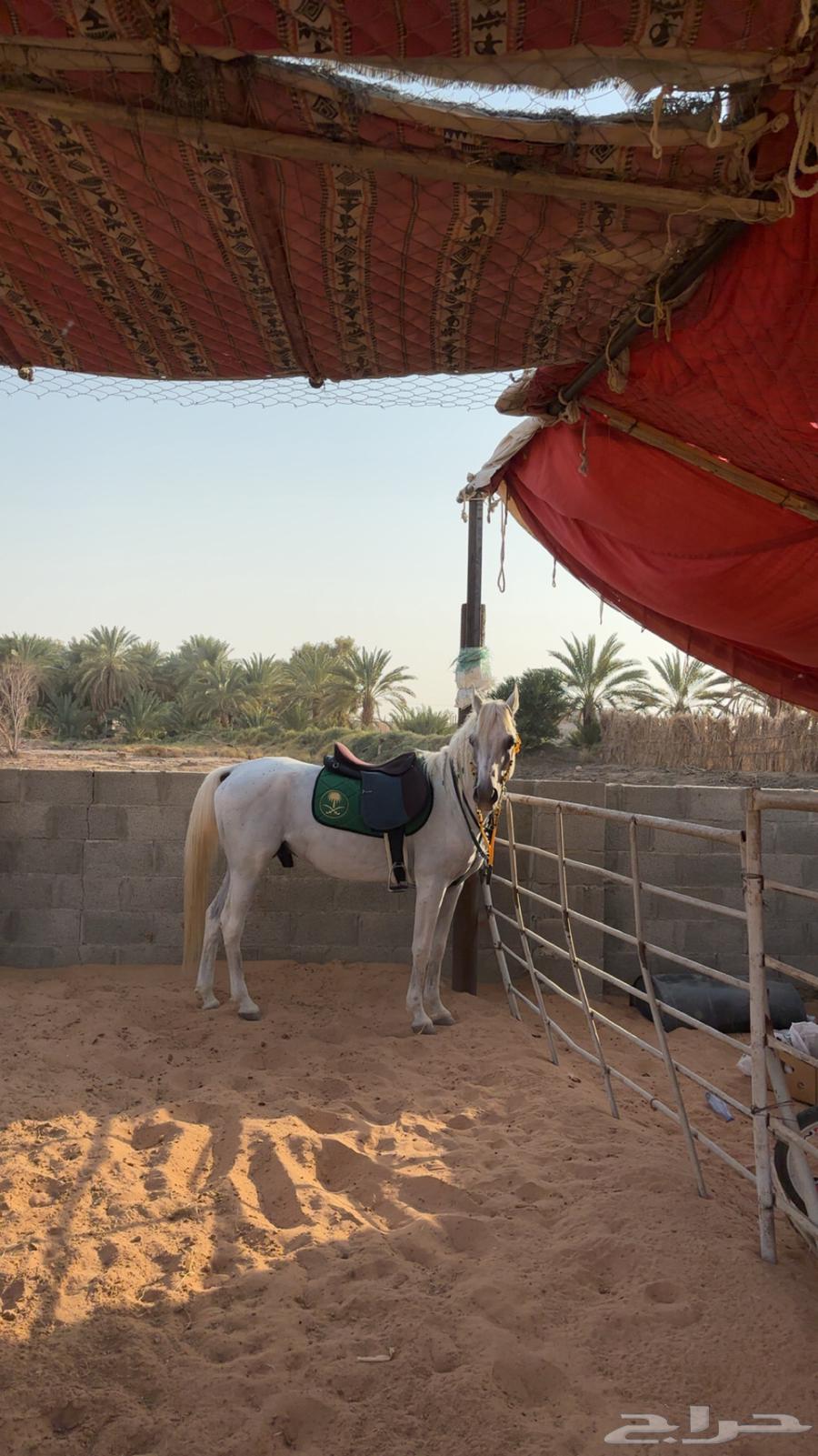 حصان واهو64583011751427110