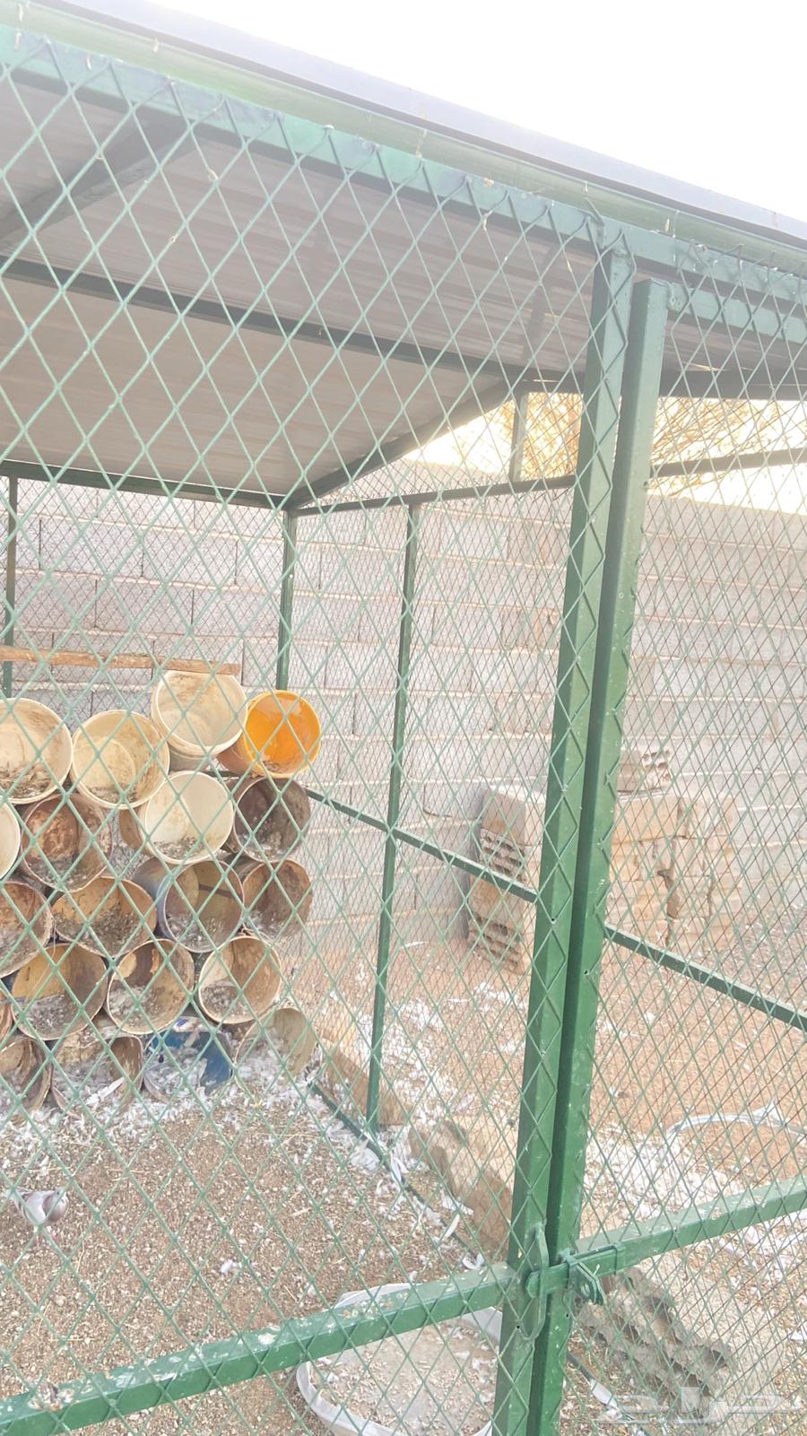 شبك حمام للبيع64592298933762114