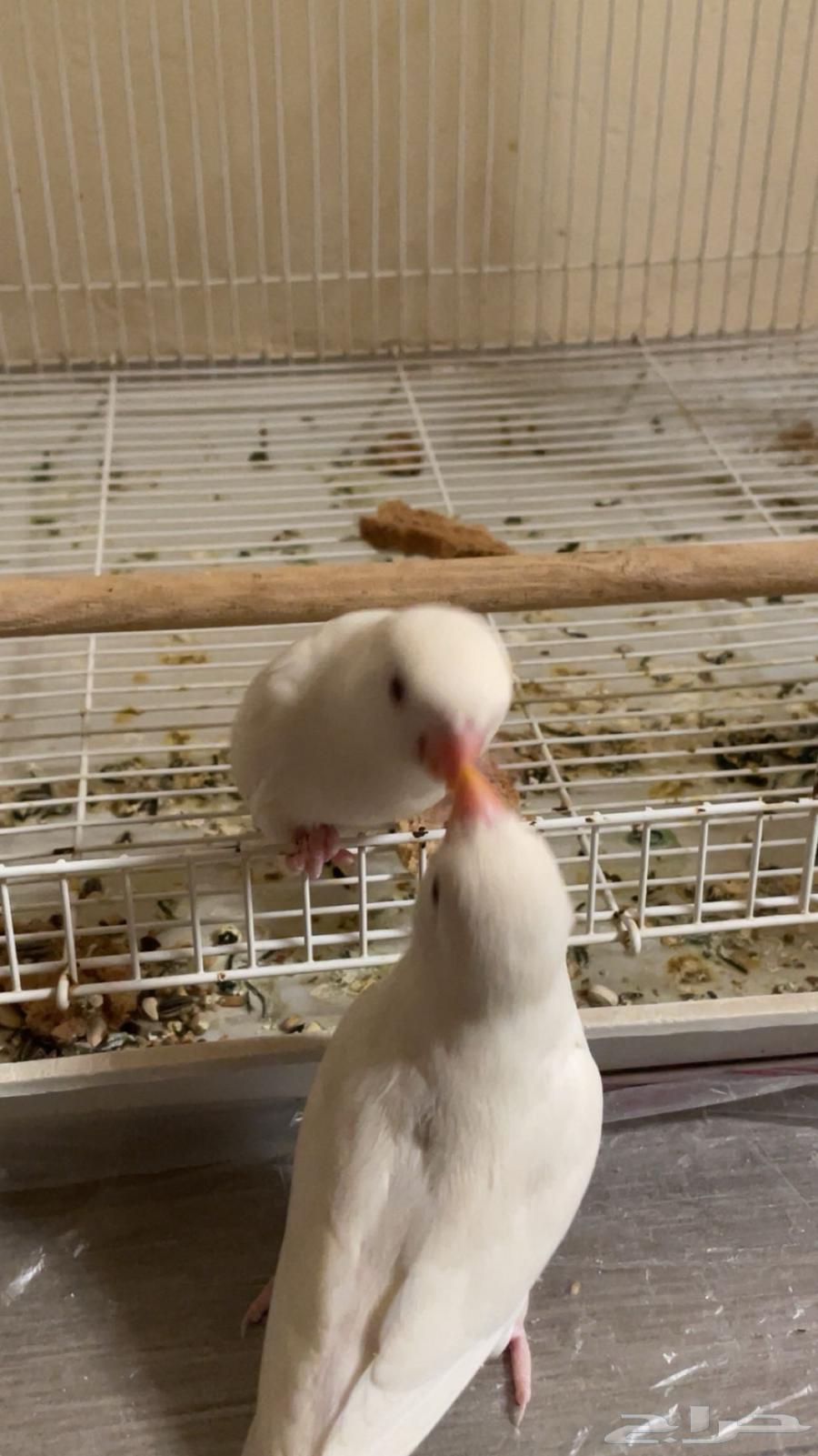 Bird of the Day64591562440705110